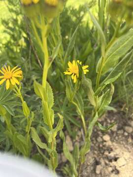 Image of Thick-Leaf Ragwort