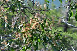 Salix boganidensis Trautv.的圖片