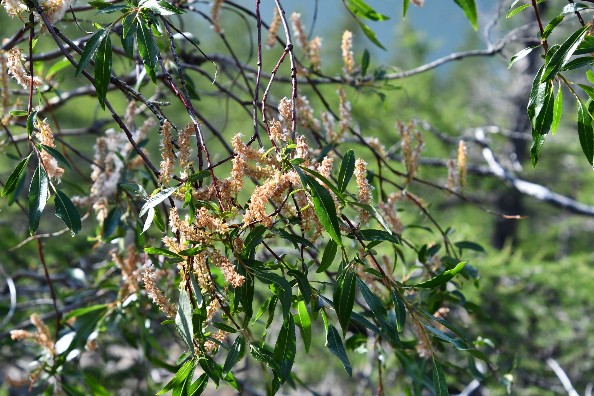 Image of Salix boganidensis Trautv.