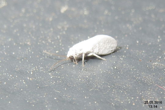 Image of dustywings