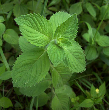 Image of Mentha dalmatica Tausch