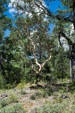 Image of Arbutus bicolor S. González, M. González & P. D. Sørensen