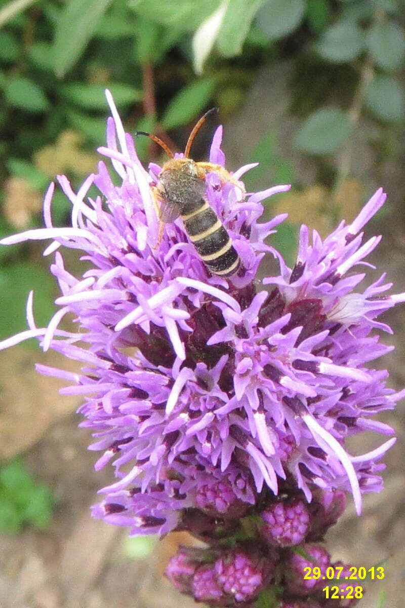 Image of Bembecia ichneumoniformis