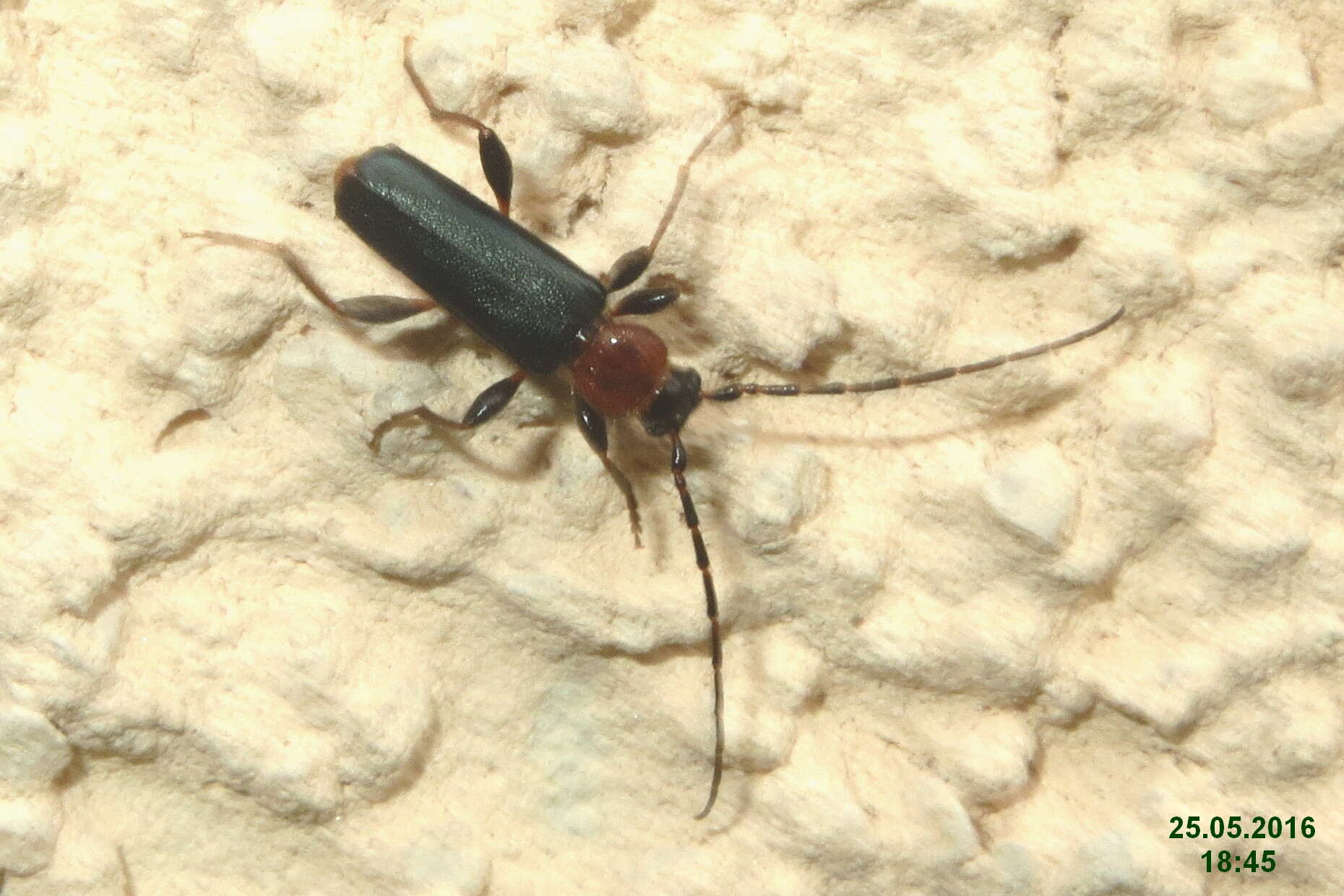 Image of Long-horned beetle