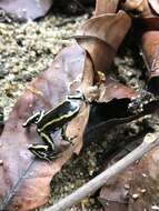 Image of Yellow-striped Poison Frog