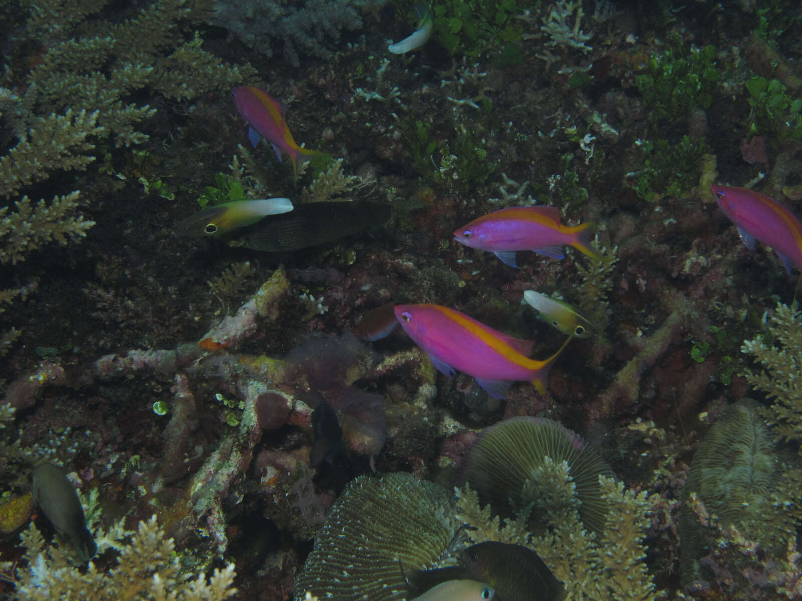 Image of Allen's tubelip wrasse