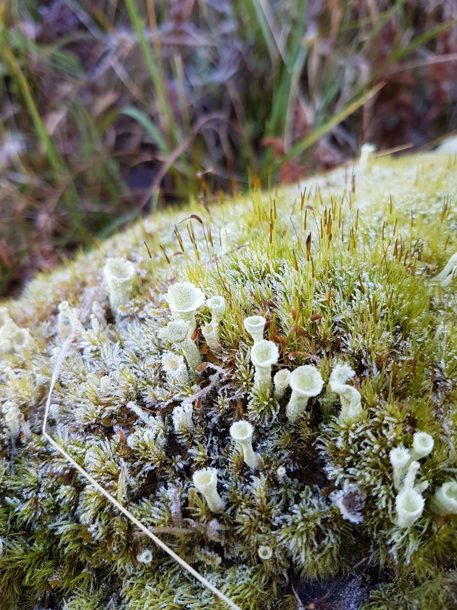 Plancia ëd Cladonia carneola (Fr.) Fr.