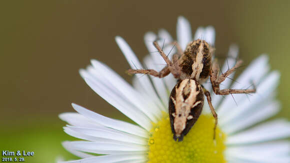 Image of Oxyopes licenti Schenkel 1953