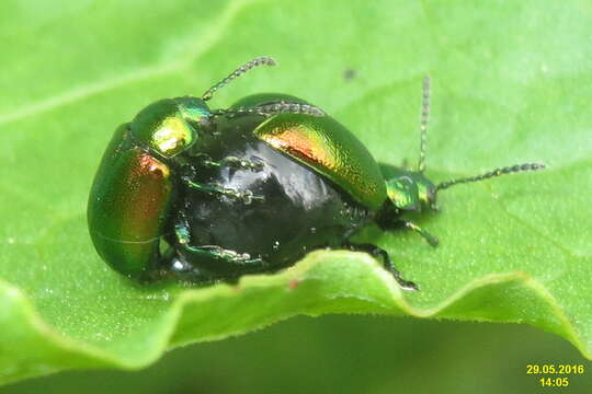 Imagem de Gastrophysa viridula