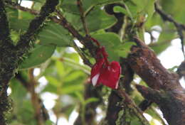 Imagem de Medinilla waterhousei Seem.