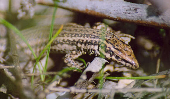 Imagem de Podarcis hispanicus (Steindachner 1870)