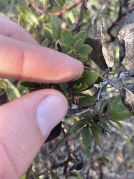 Image of Del Mar manzanita