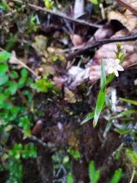 Image of Epidendrum fimbriatum Kunth