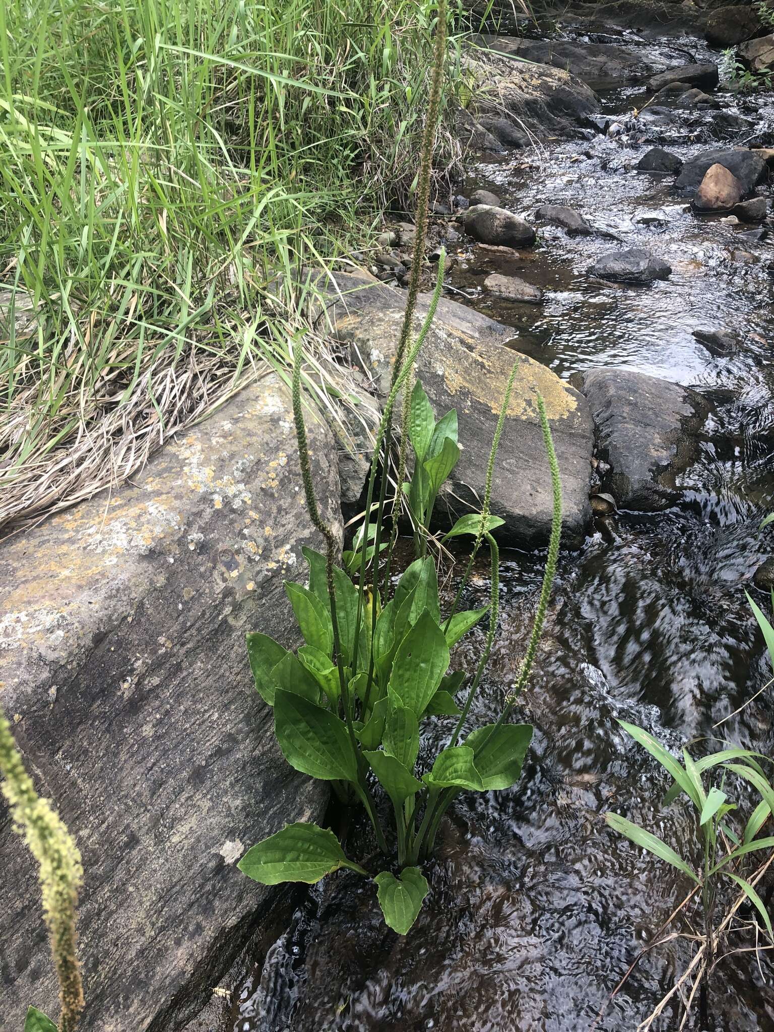 Image of Plantago longissima Decne.