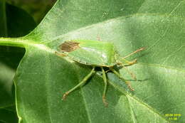 Image of Green shield bug