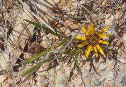 Image of Gazania krebsiana subsp. krebsiana