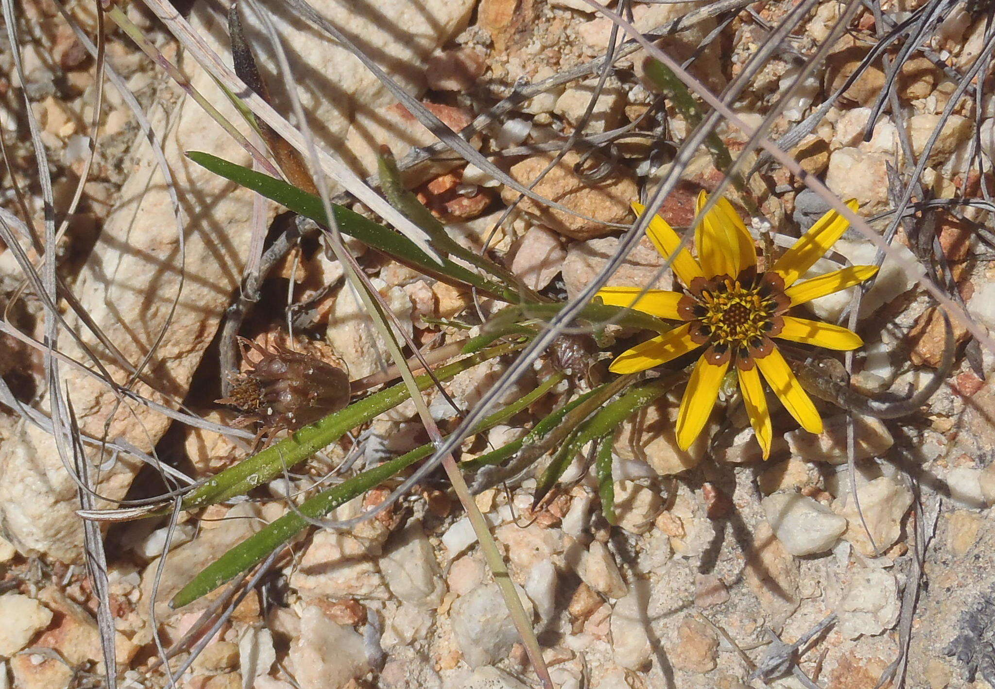 Image of Gazania krebsiana subsp. krebsiana