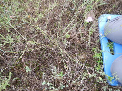 Image of stiffleaf false foxglove