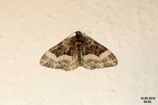 Image of <i>Euphyia unangulata</i> Haworth 1809