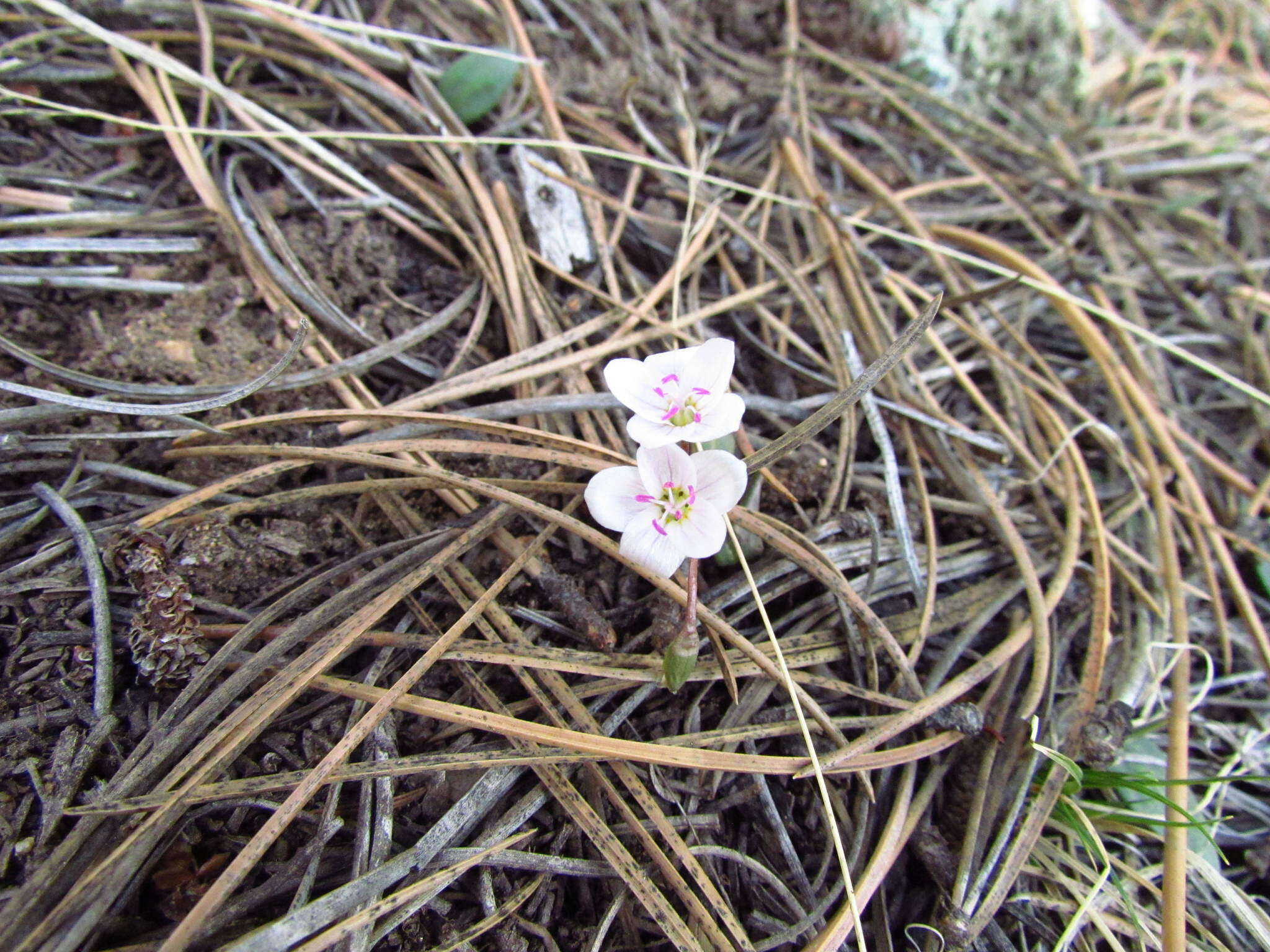 Image of western springbeauty