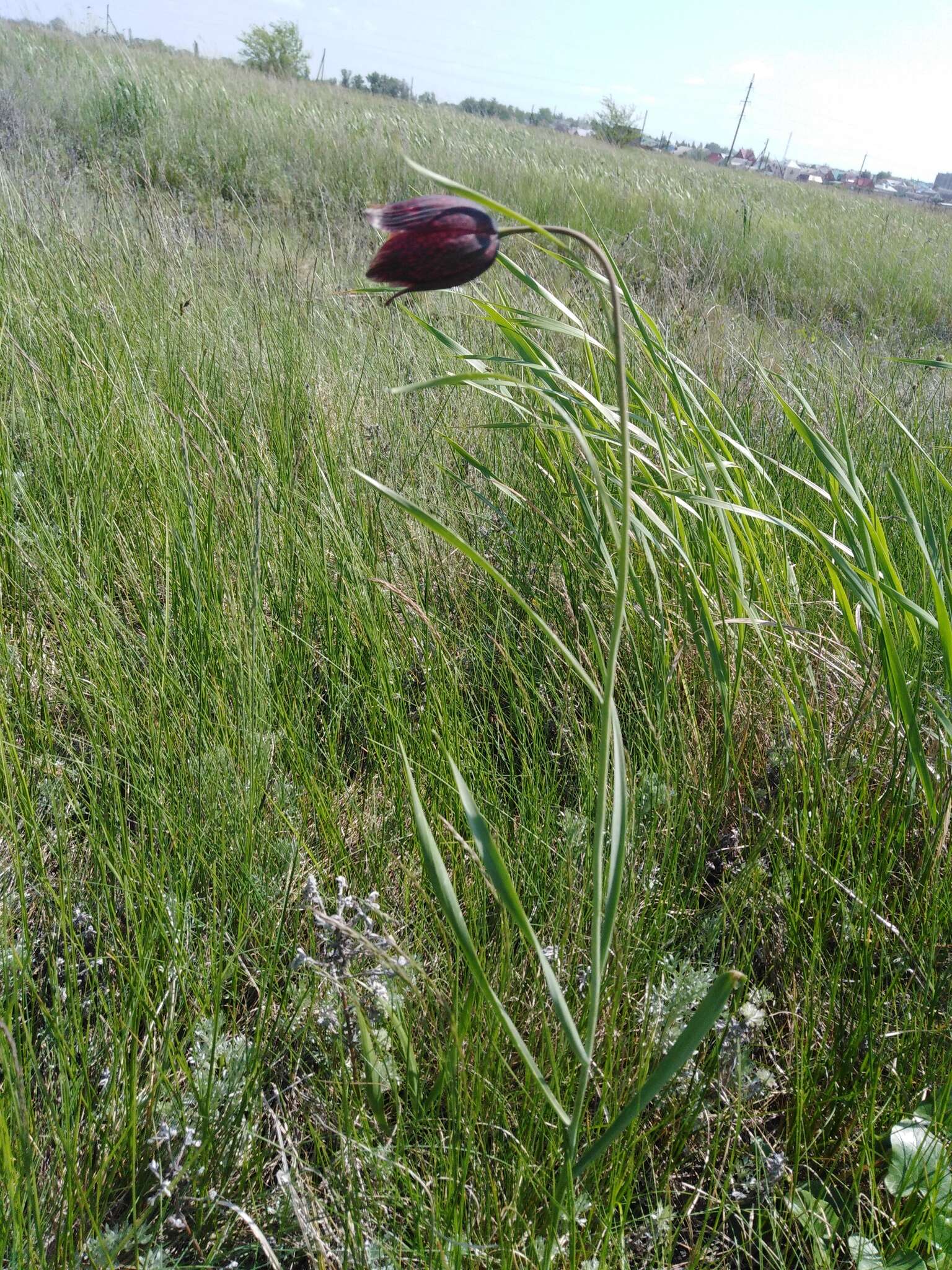 Fritillaria meleagroides Patrin ex Schult. & Schult. fil. resmi