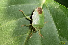 Image of Green shield bug