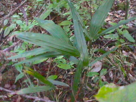 Trachycarpus fortunei (Hook.) H. Wendl. resmi