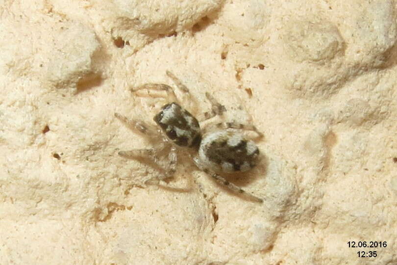 Image of Zebra spider