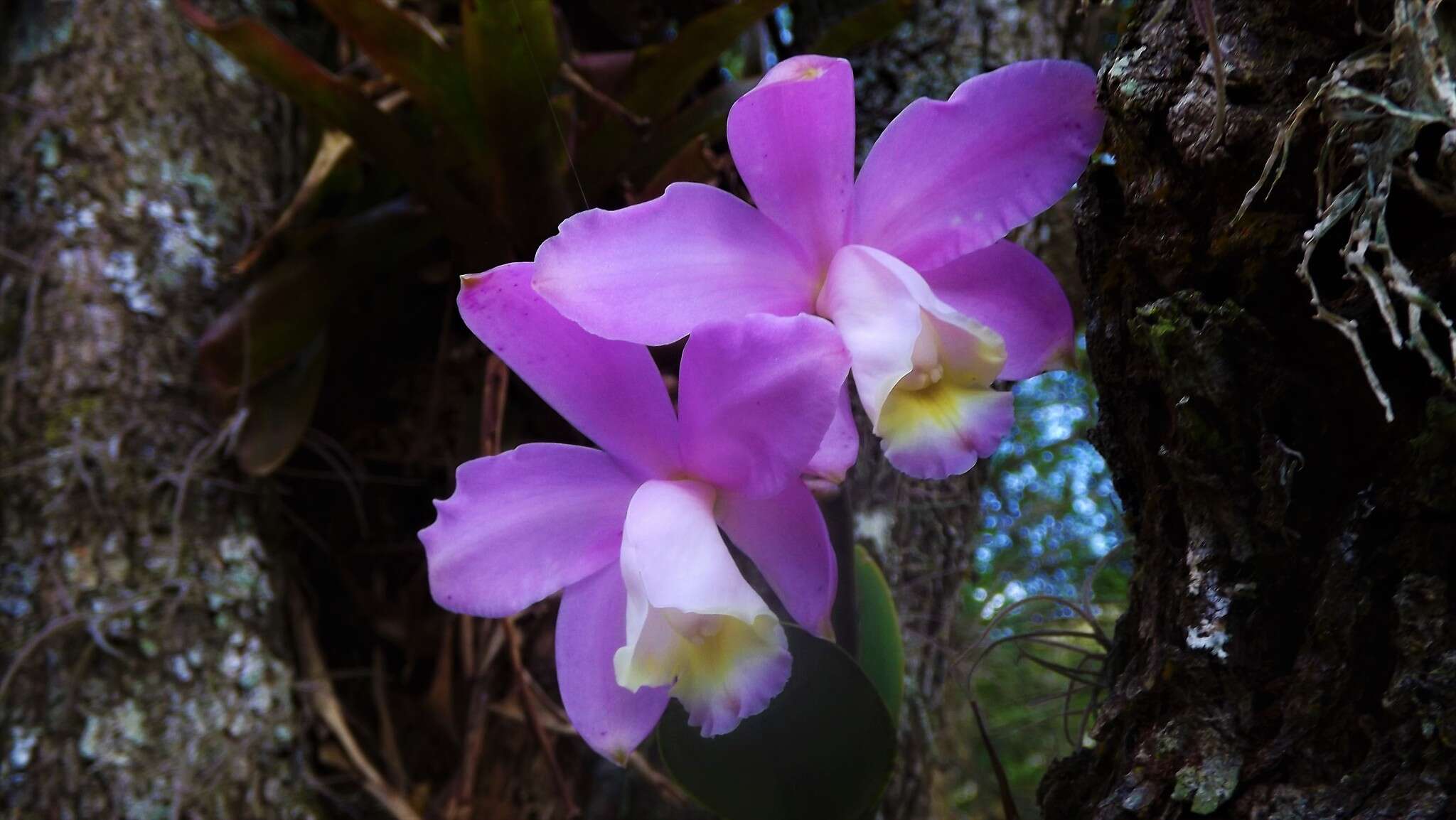 Imagem de Cattleya loddigesii Lindl.