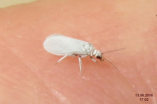Image of dustywings