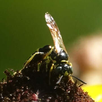 Image of Philanthus bilunatus Cresson 1865