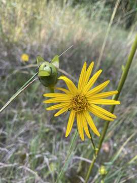 Image of tansy rosinweed