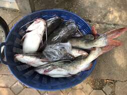 Image of Asian Red Tailed Catfish