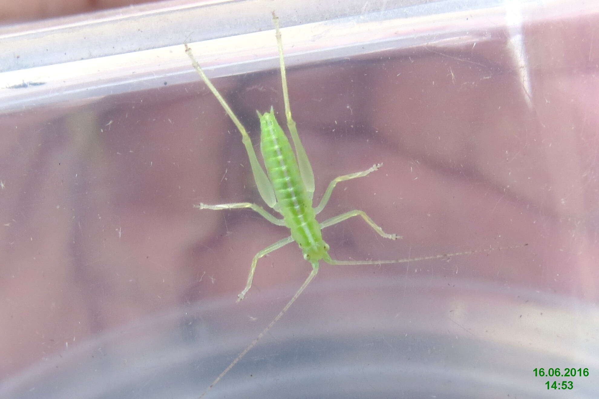 Image of Drumming Katydid