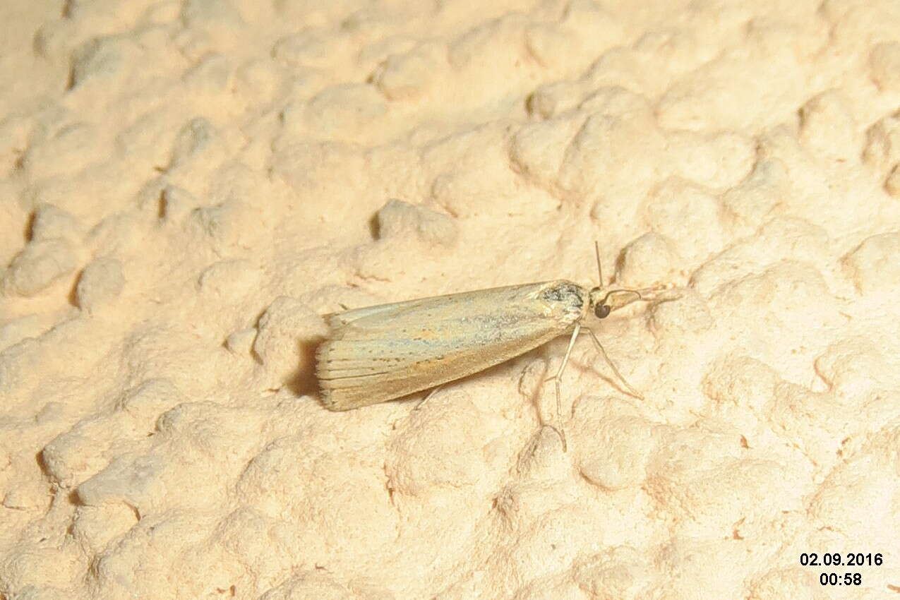 صورة Agriphila straminella