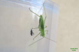 Image of Drumming Katydid