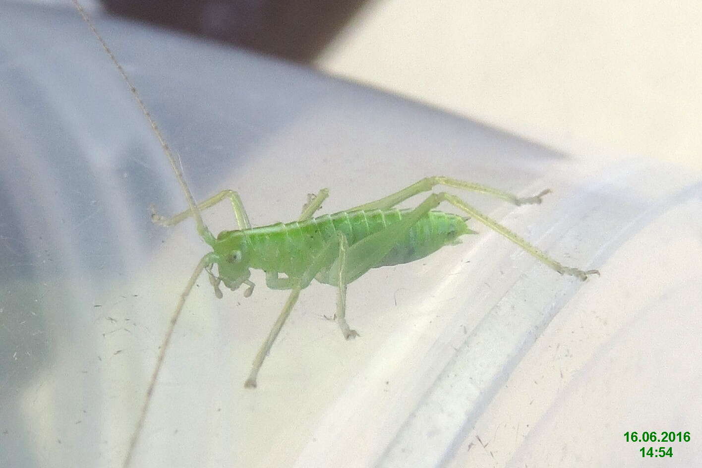 Image of Drumming Katydid