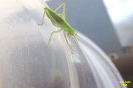 Image of Drumming Katydid