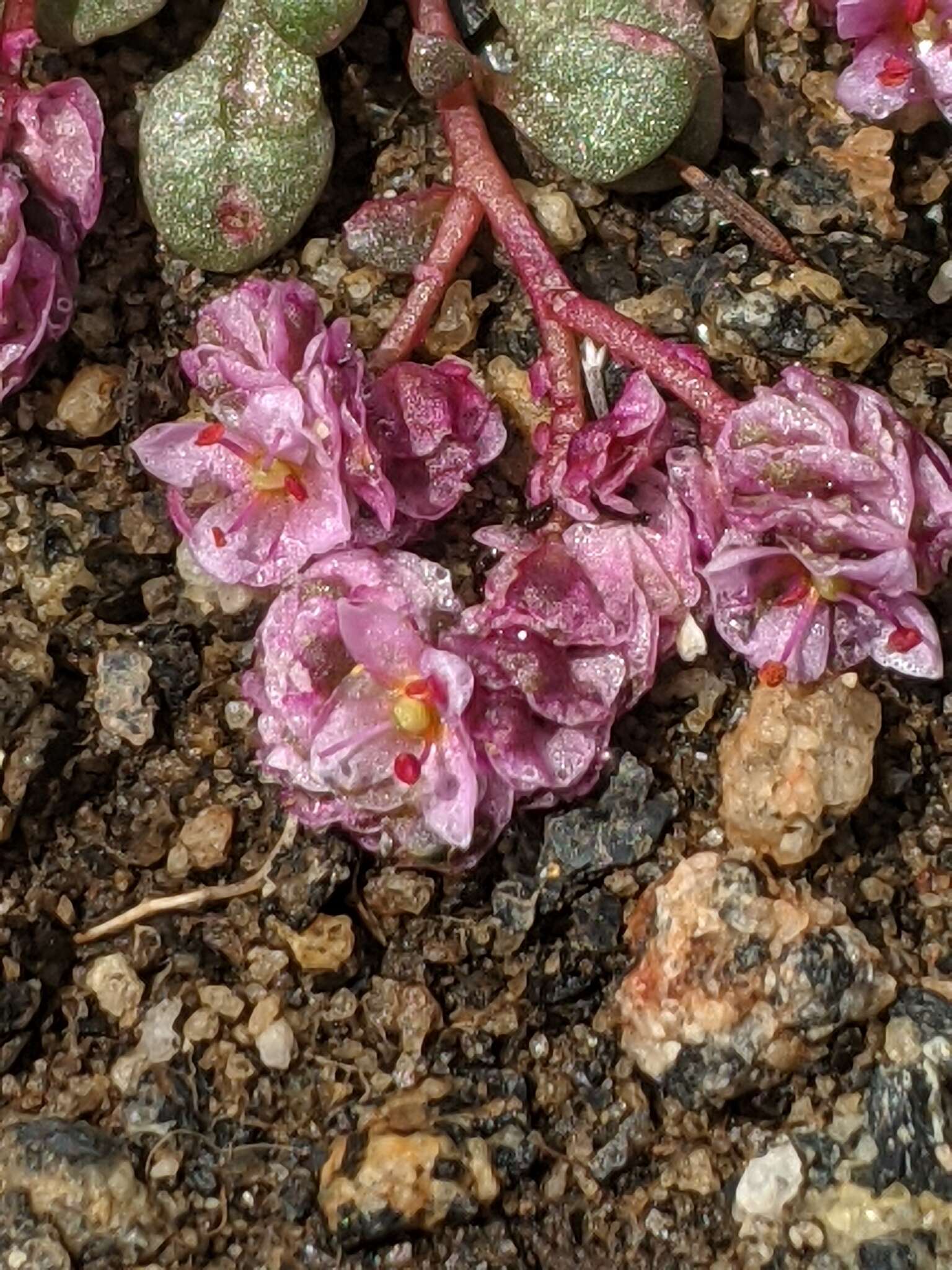 Image of Mariposa pussypaws