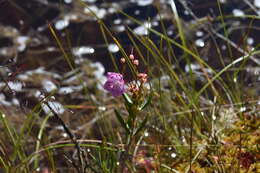 Image of alpine laurel