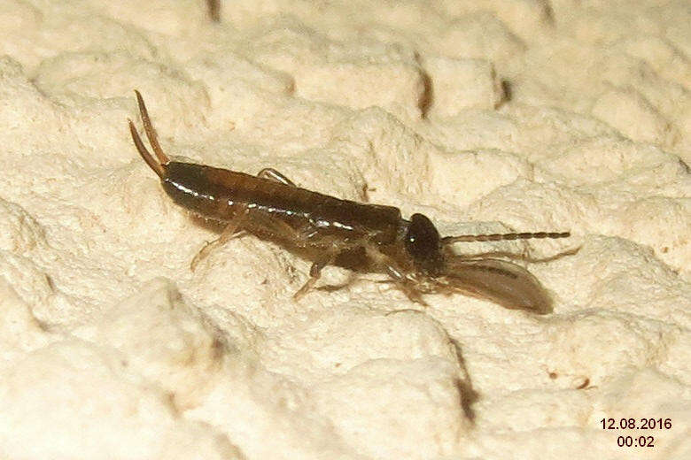 Image of earwigs