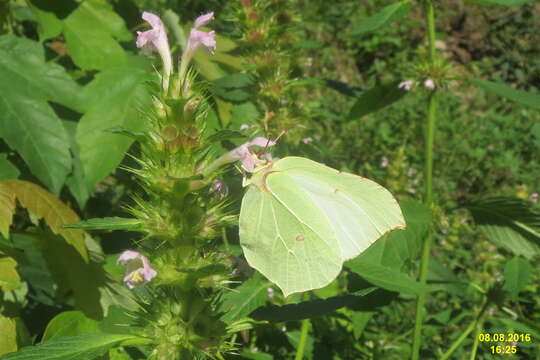 Imagem de Gonepteryx rhamni (Linnaeus 1758)