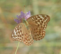 Image of Argynnis paphia valesina Esper 1800