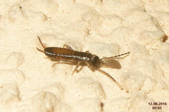 Image of earwigs