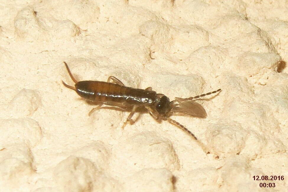 Image of earwigs