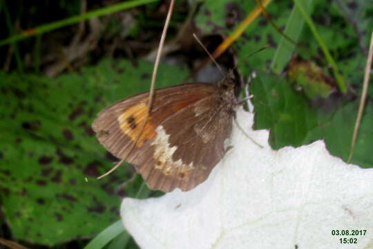 Image of Erebia euryale Esper 1777