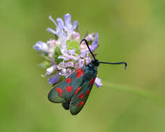 Plancia ëd Zygaena centaureae Fischer de Waldheim 1832