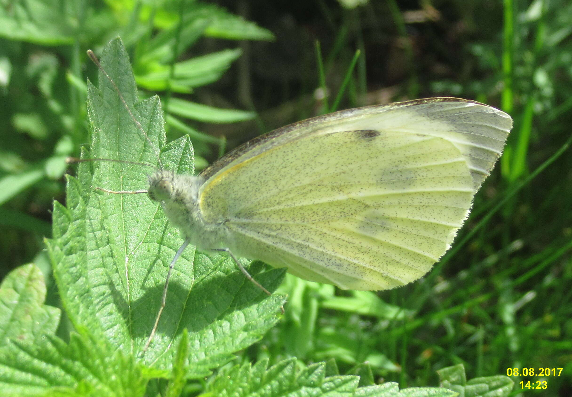 Image of cabbage butterfly