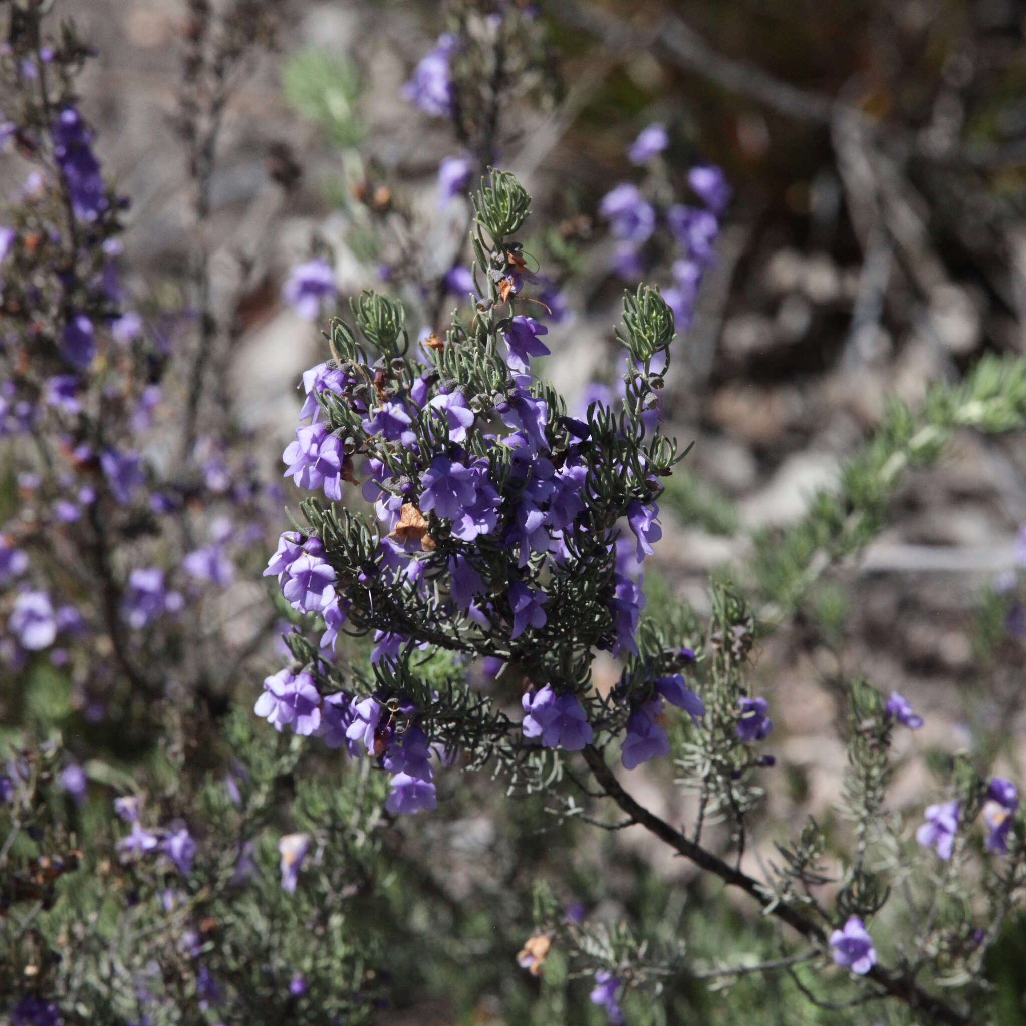 Image of Turpentine Mint-bush