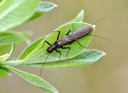 Diura bicaudata (Linnaeus 1758) resmi